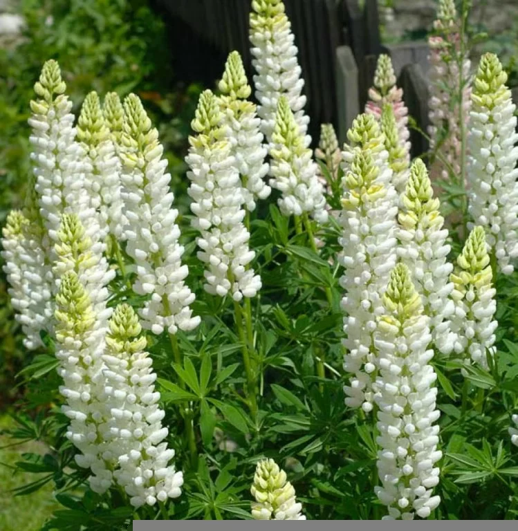 Люпин Band of Nobles. Noble Maiden