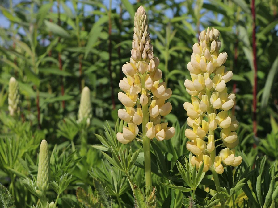 Люпин Band of Nobles. Chandelier