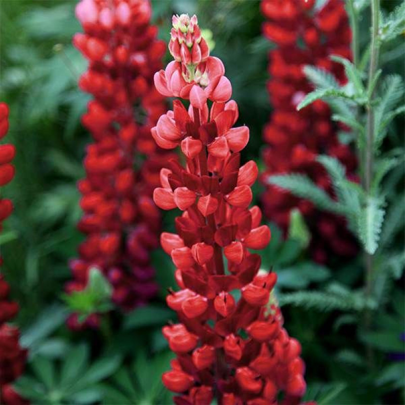 Люпин Carmineus цветок