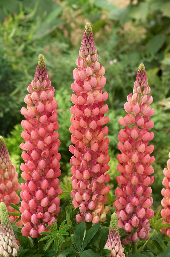 Люпин Chameleon