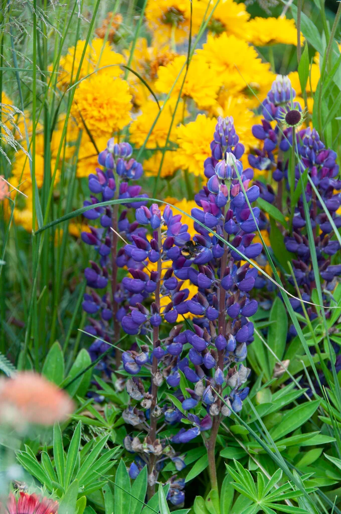 Люпин Gallery Blue цветок