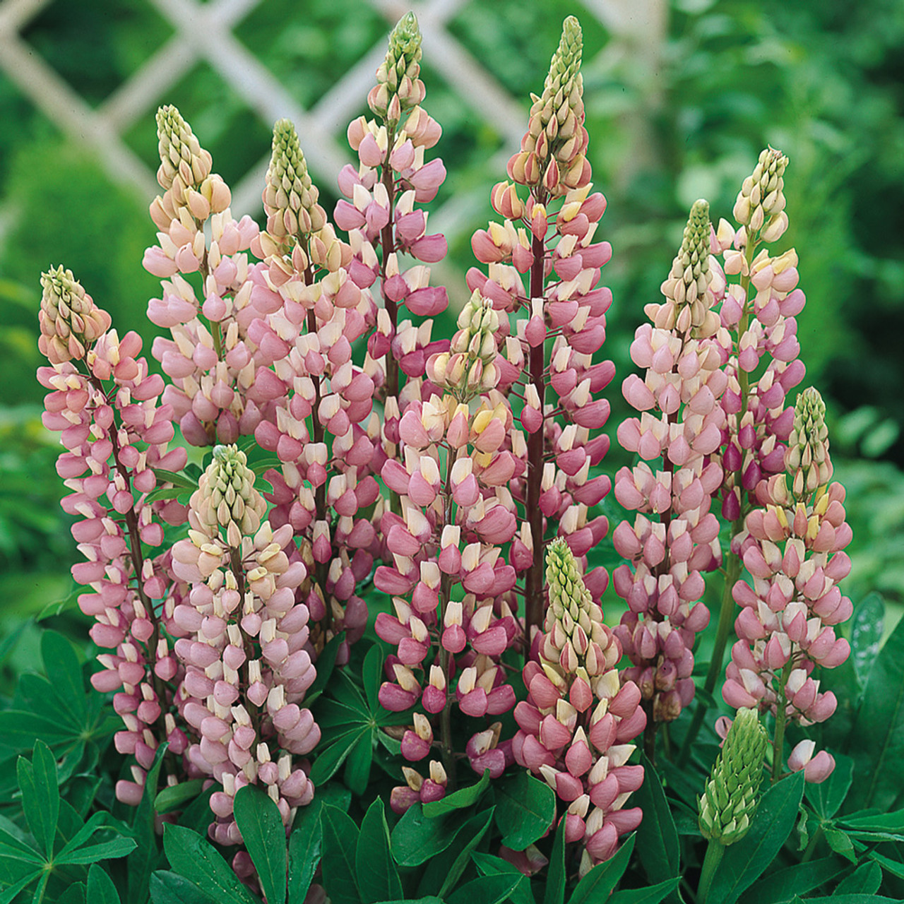 Люпин Gallery Pink