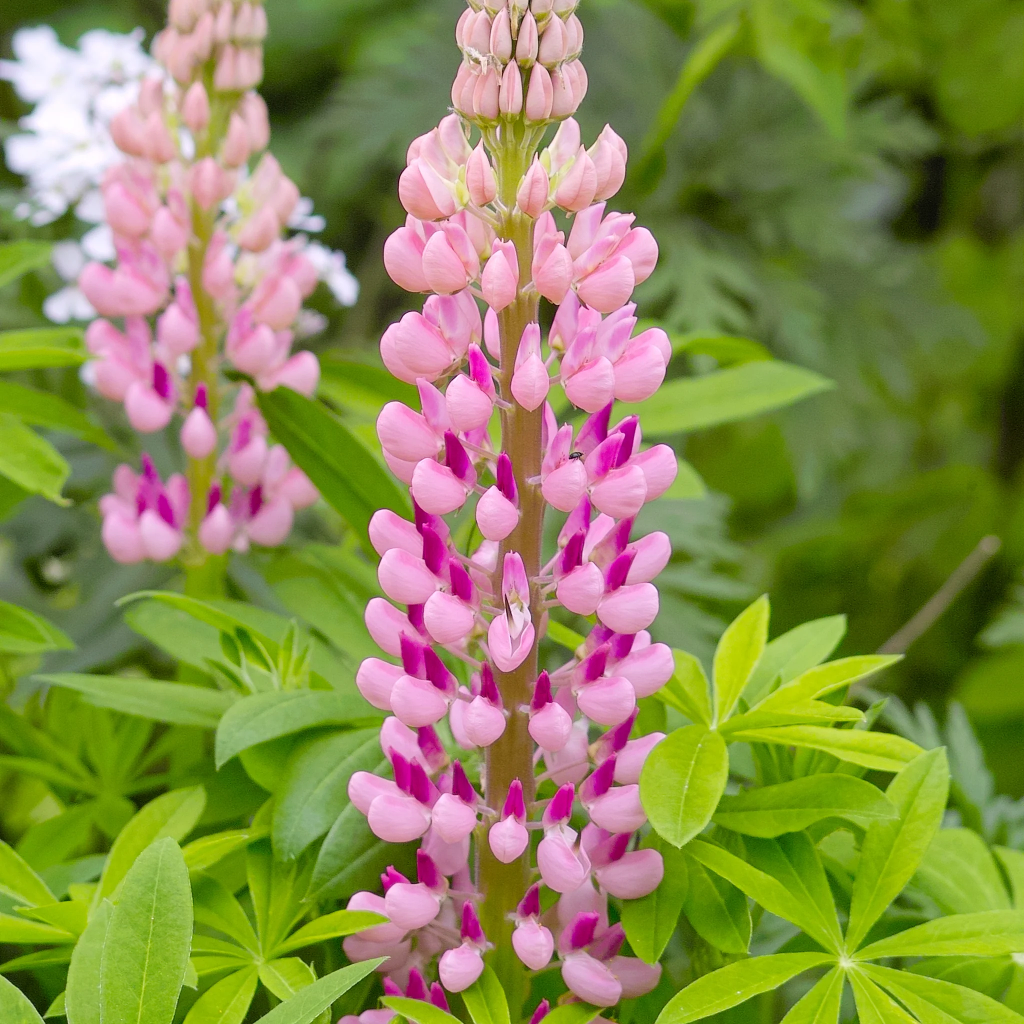 Люпин Gallery Rose цветок