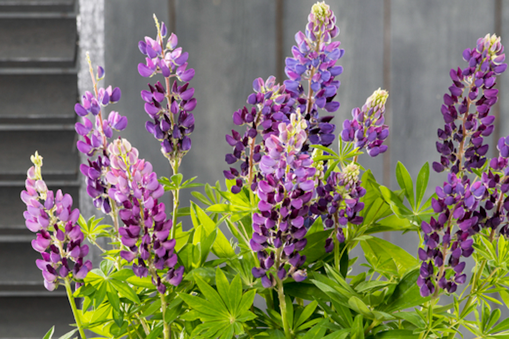 Люпин Legendary Blue Shades