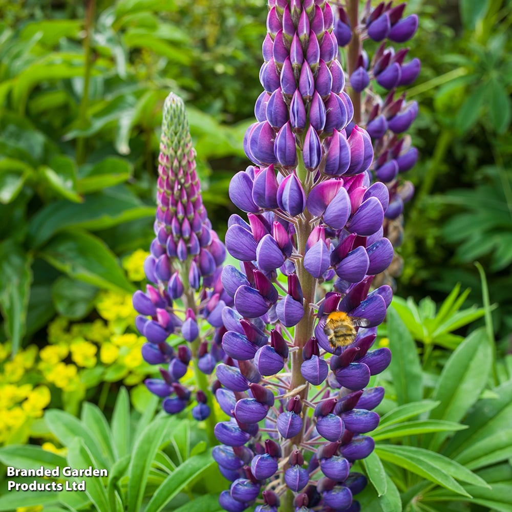 Люпин Legendary Blue Shades цветок