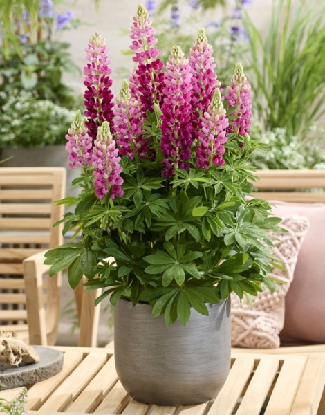 Люпин Lupinova Cutie