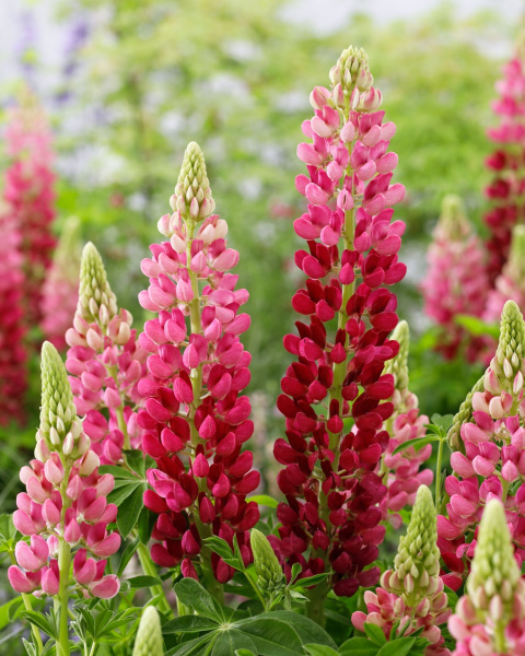 Люпин Lupinova Cutie цветок