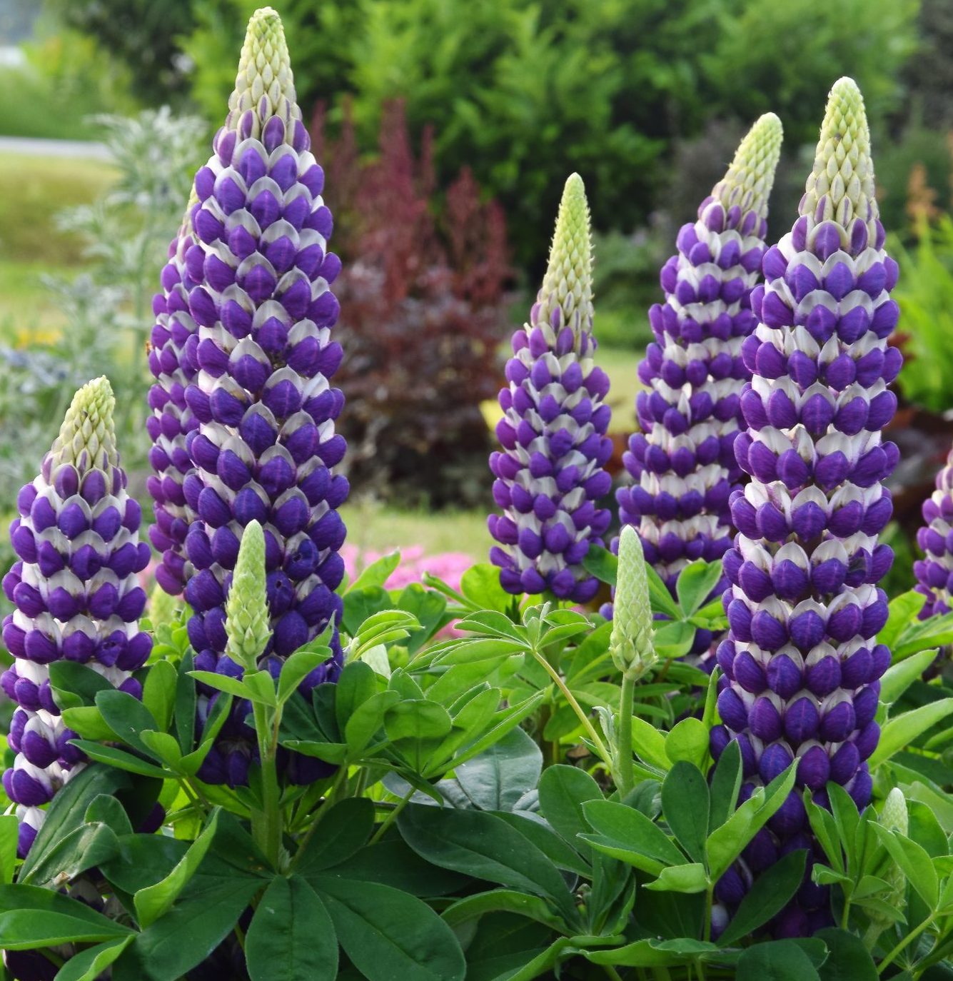 Люпин West Country. Blacksmith