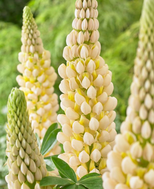 Люпин West Country. Cashmere Cream цветок