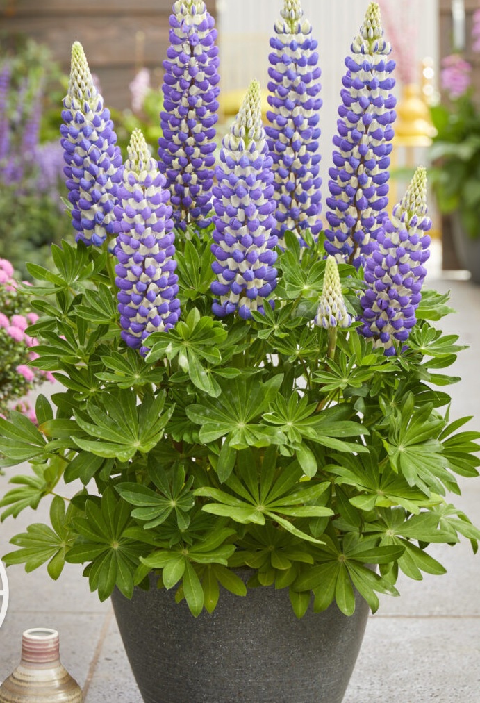 Люпин West Country. King Canute