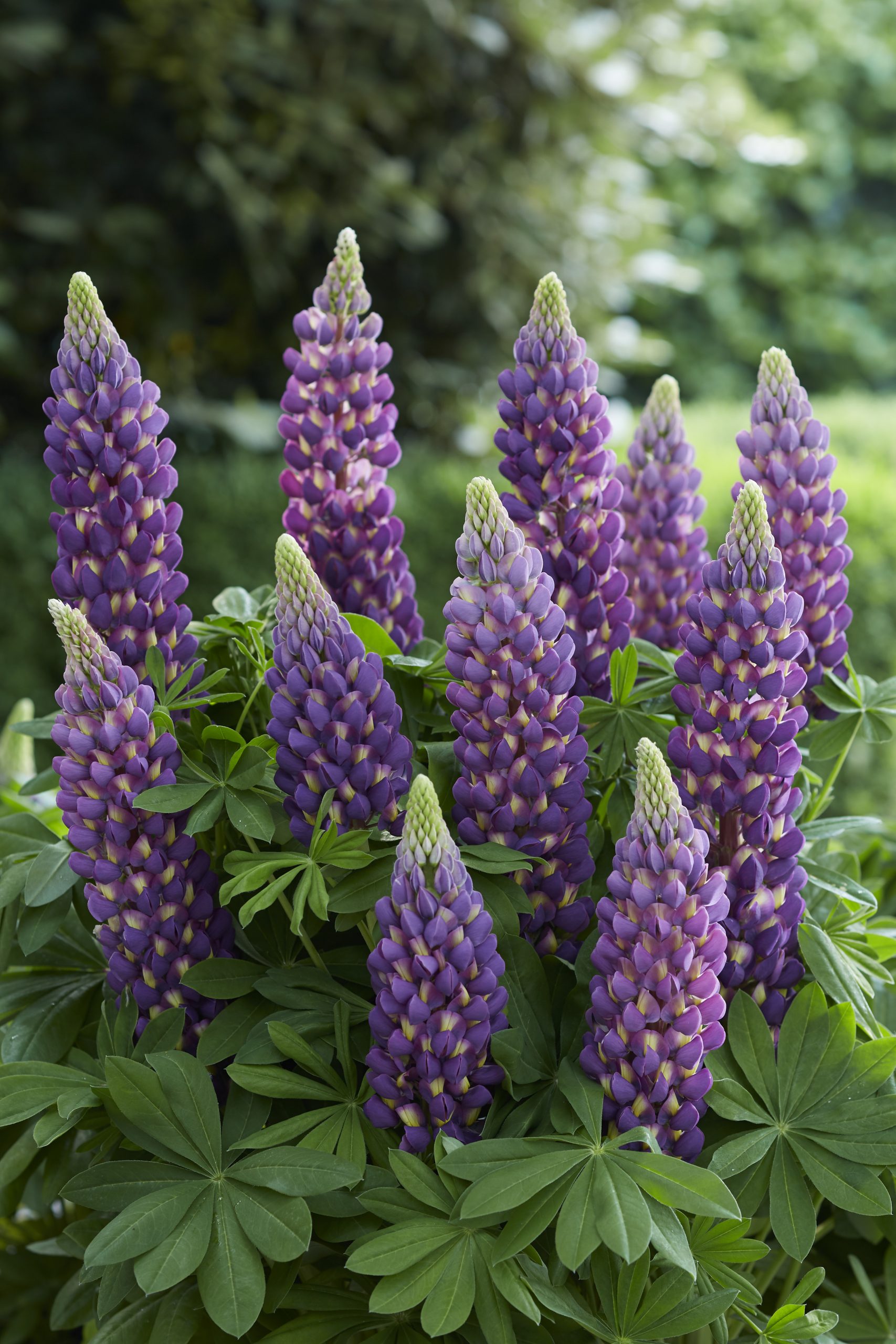 Люпин West Country. Magic Lantern