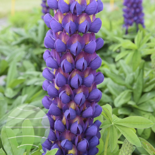 Люпин West Country. Magic Lantern цветок