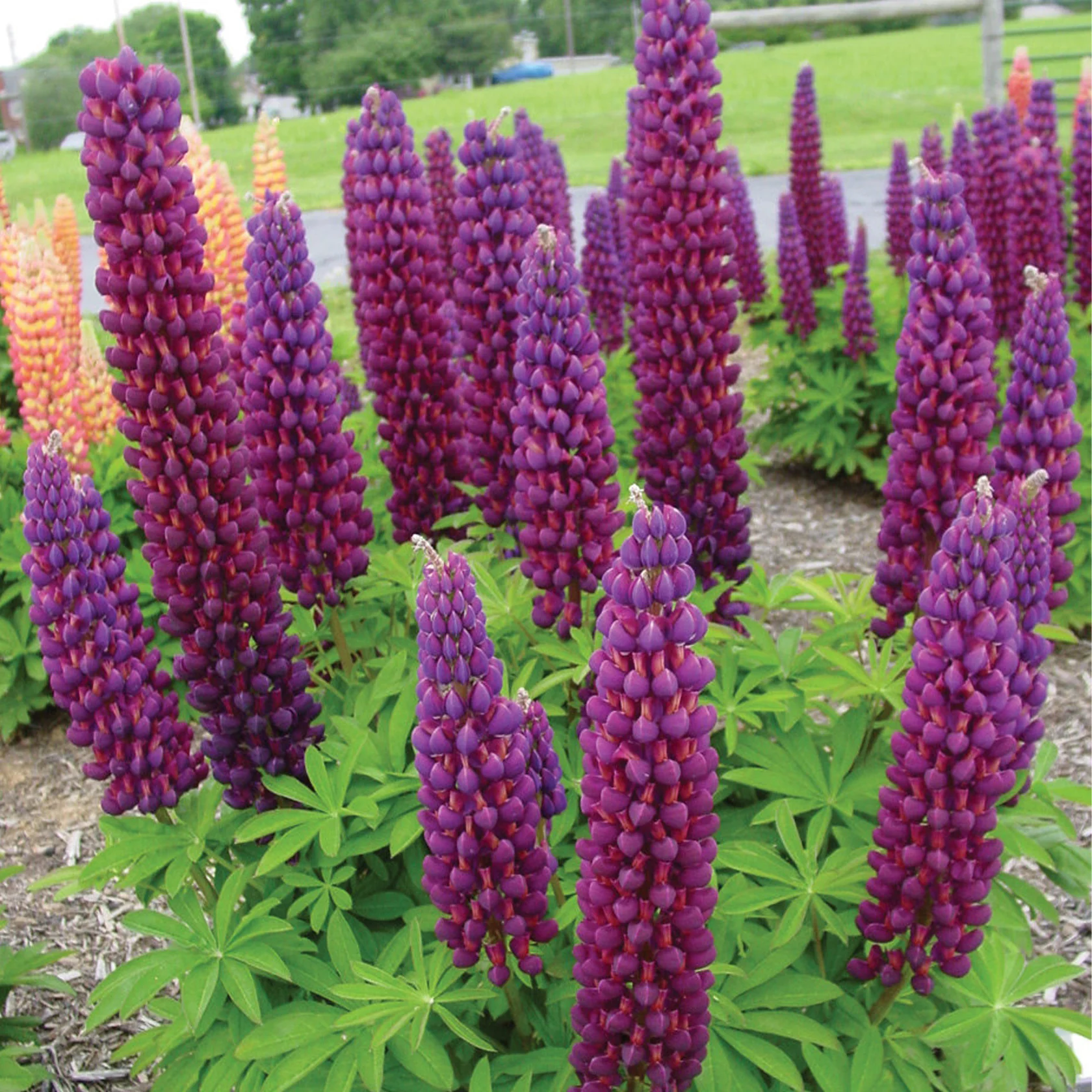 Люпин West Country. Masterpiece