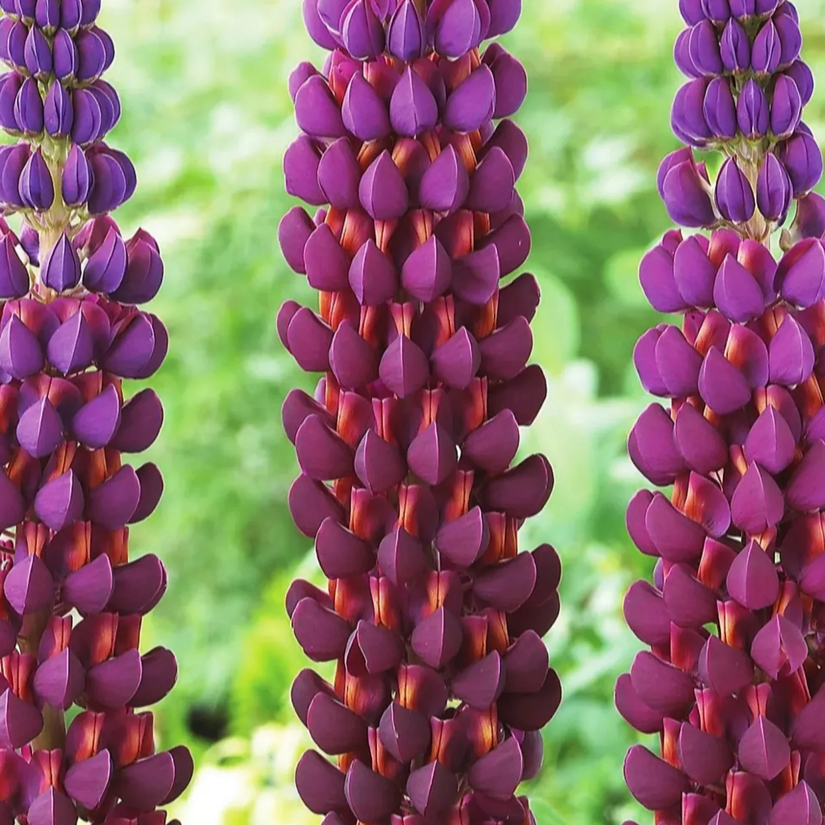 Люпин West Country. Masterpiece цветок