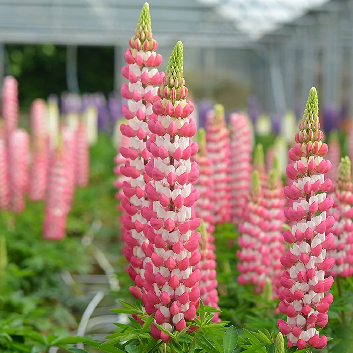 Люпин West Country. Rachel de Thame