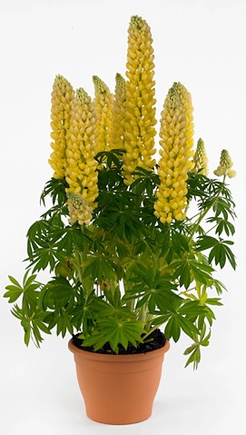 Люпин West Country. Saffron