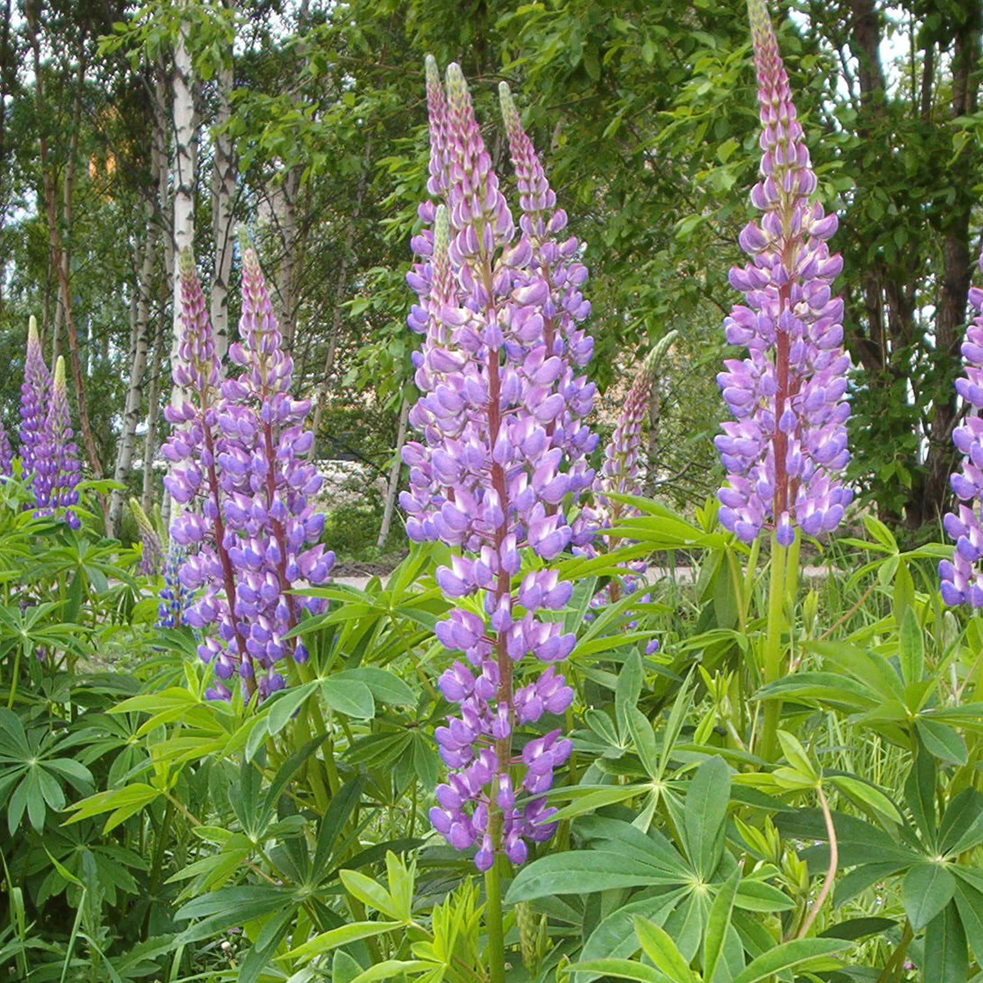 Люпин West Country. Shirley Anne