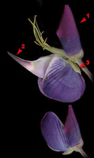 Люпин структура цветка