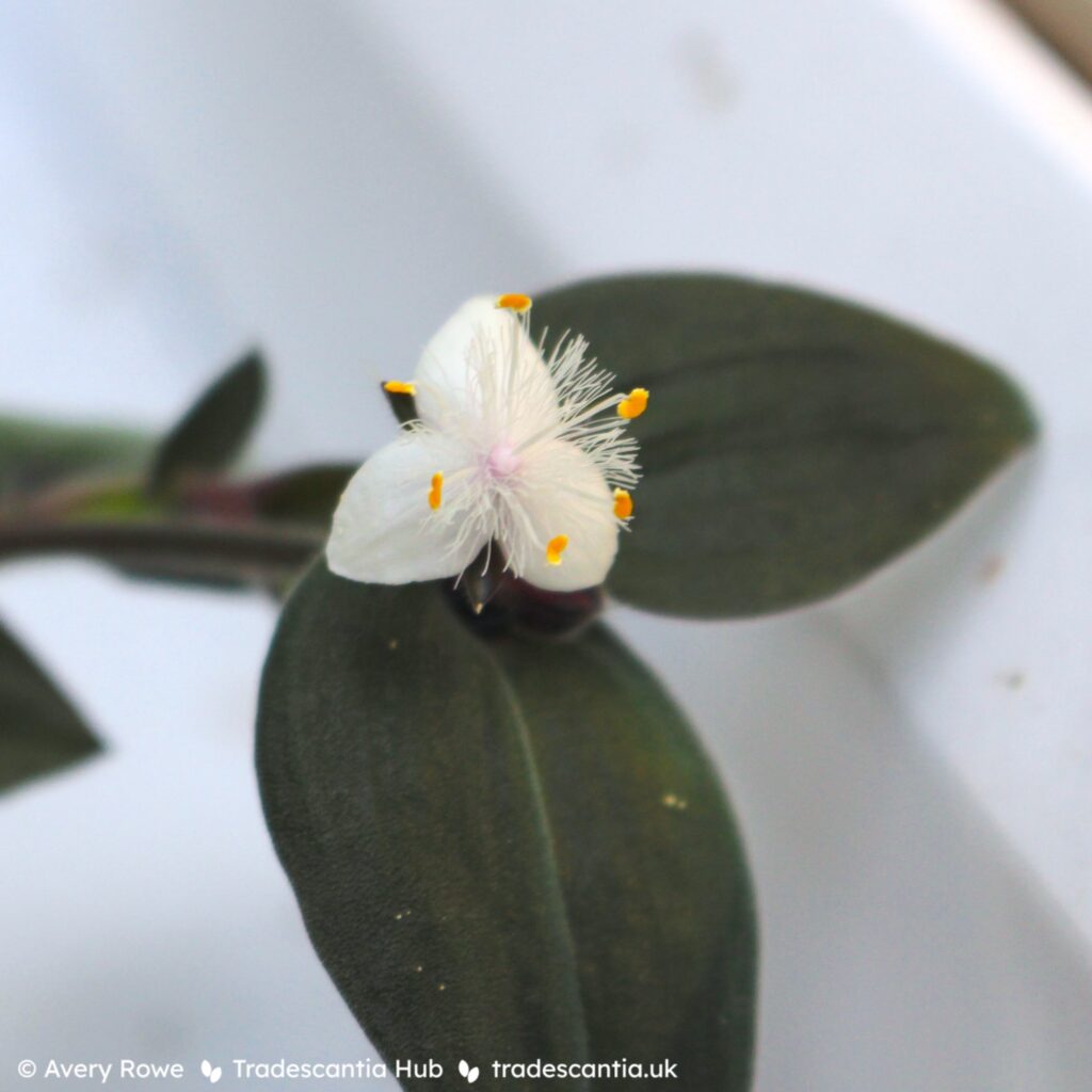 Традесканция Baby Bunny Bellies цветок