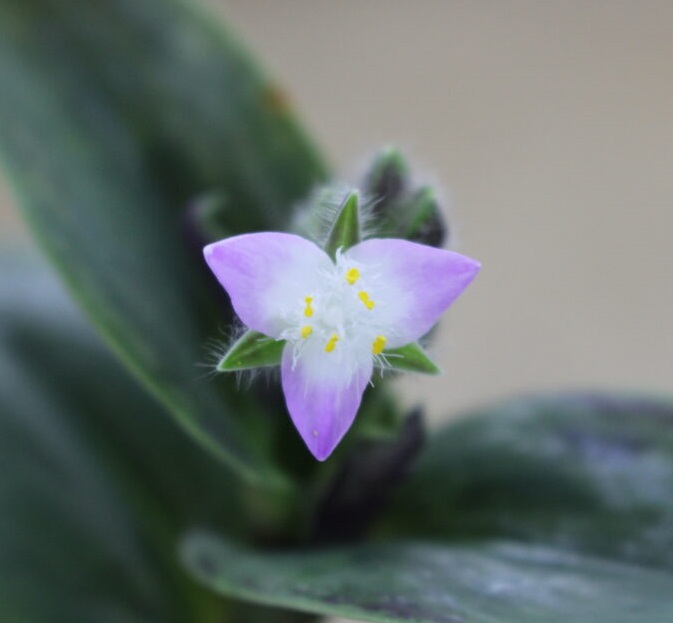 Традесканция Green Nanouk цветок