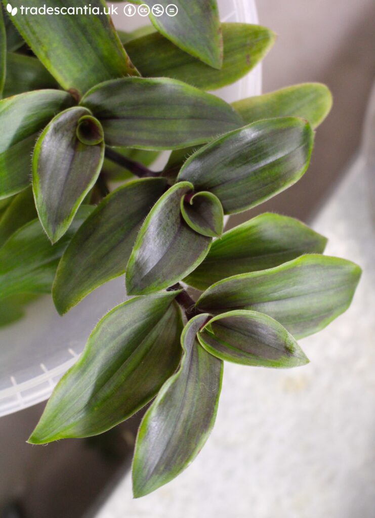 Традесканция Limelight2