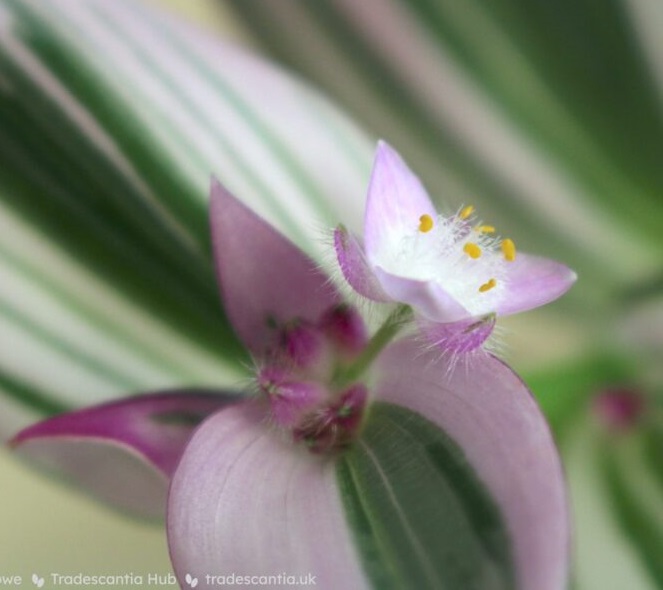 Традесканция Nanouk цветок
