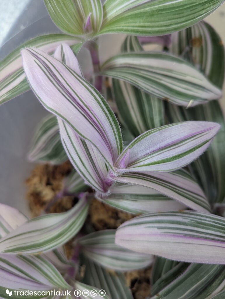 Традесканция Pink Furry