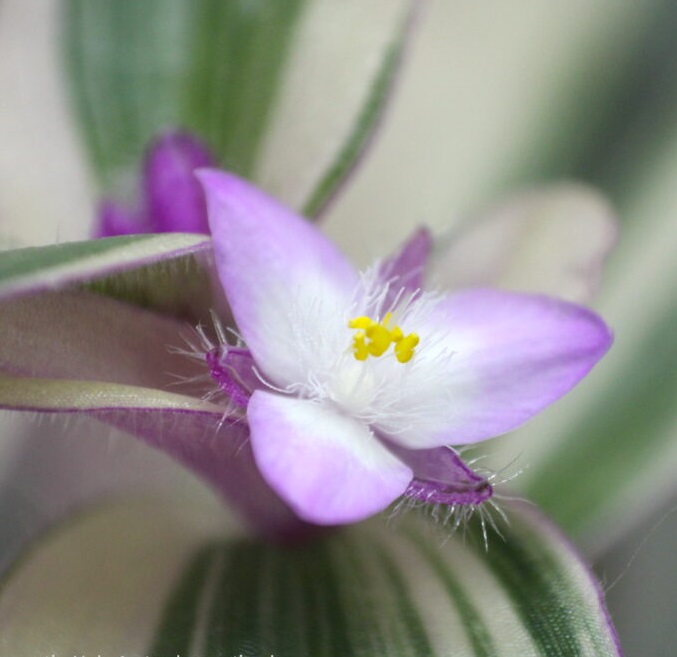 Традесканция Pink Furry цветок