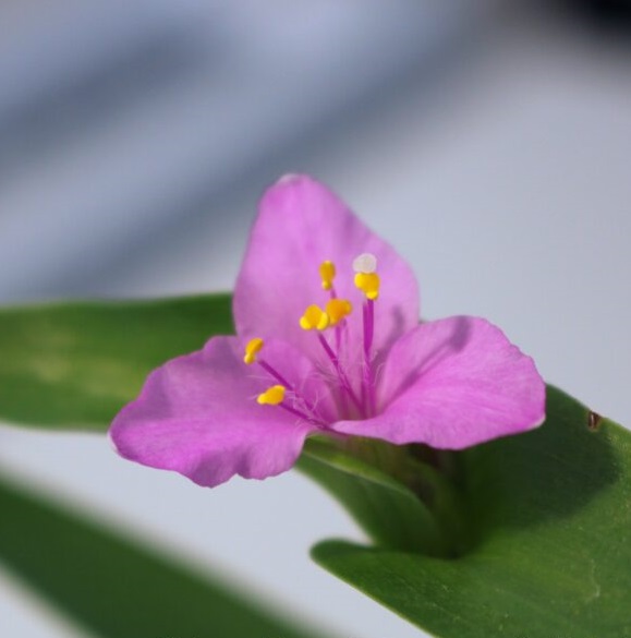 Традесканция Raspberry Ruffle цветок