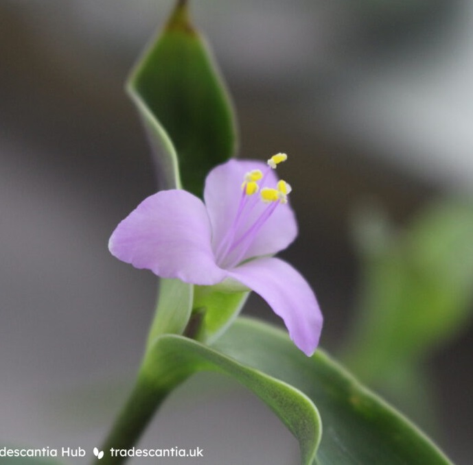 Традесканция Scout цветок