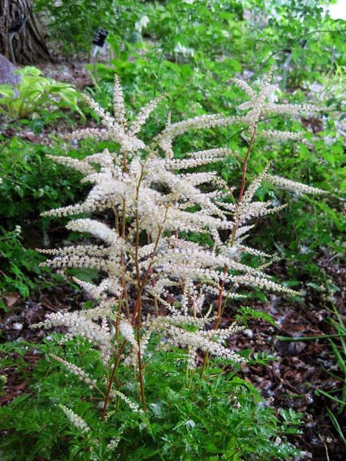 Волжанка Chantilly Lace