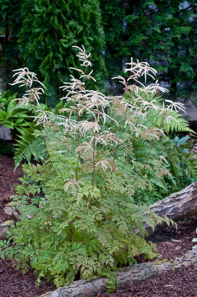 Волжанка Johannifest