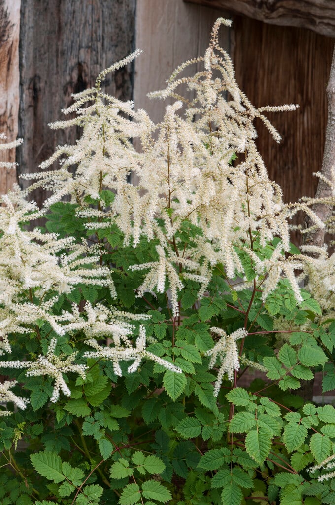 Волжанка Misty Lace