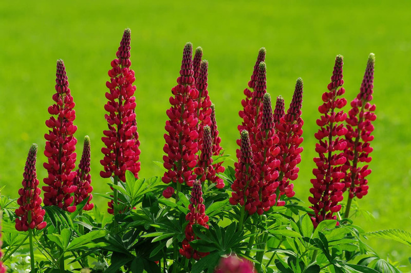 Люпин Abendglut