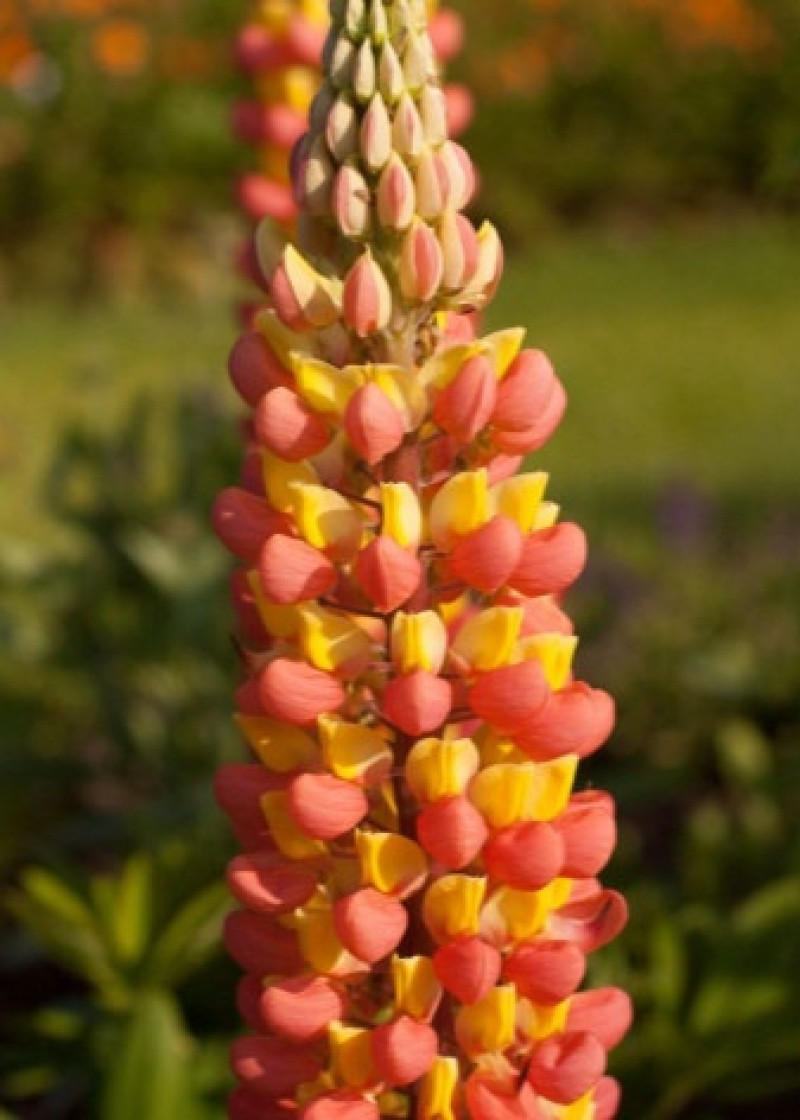 Люпин Apricot цветок