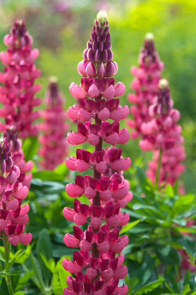 Люпин Band of Nobles. My Castle цветок