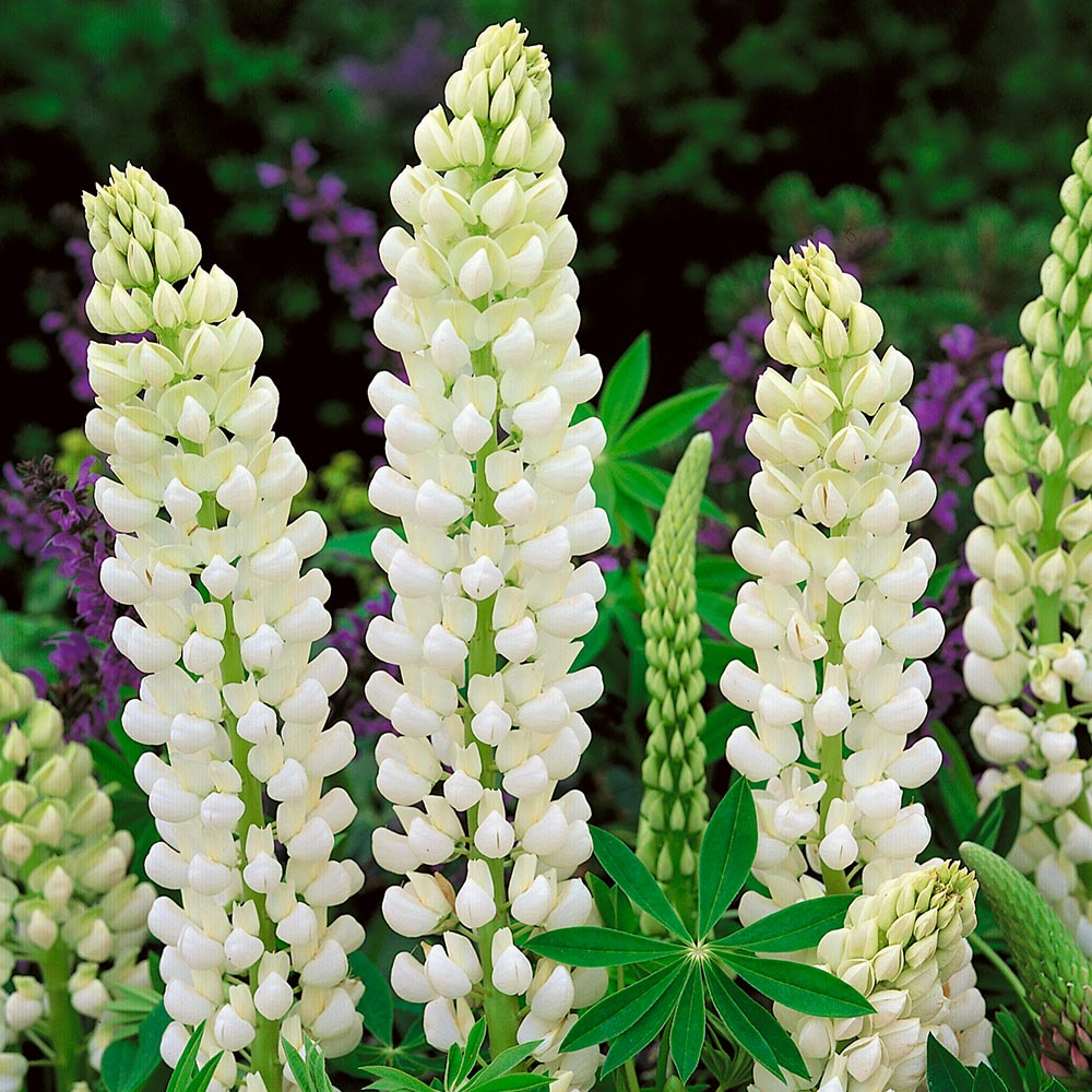 Люпин Band of Nobles. Noble Maiden цветок