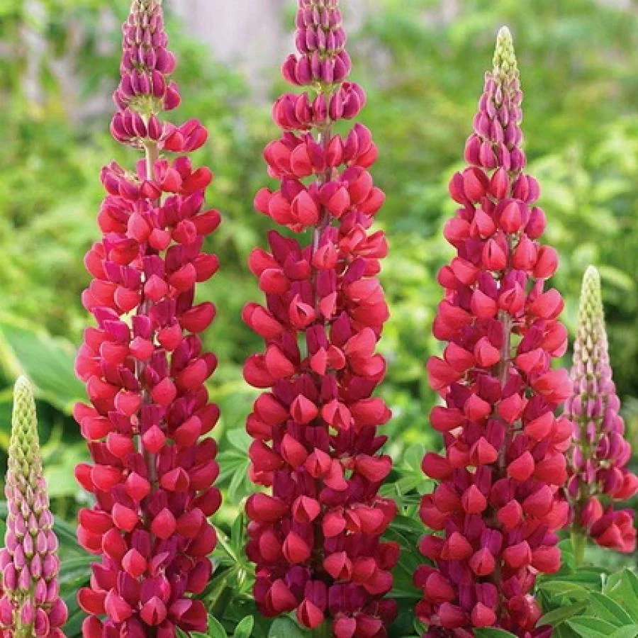 Люпин Band of Nobles. The Page цветок