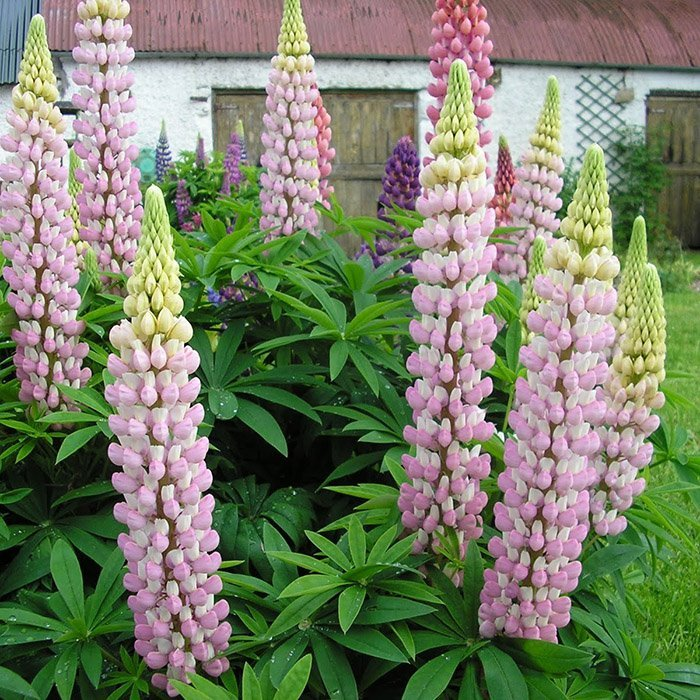 Люпин Legendary Rose Shades