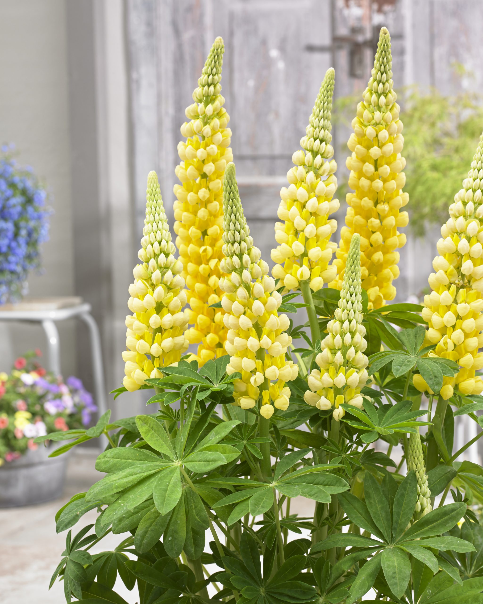 Люпин West Country. Desert Sun