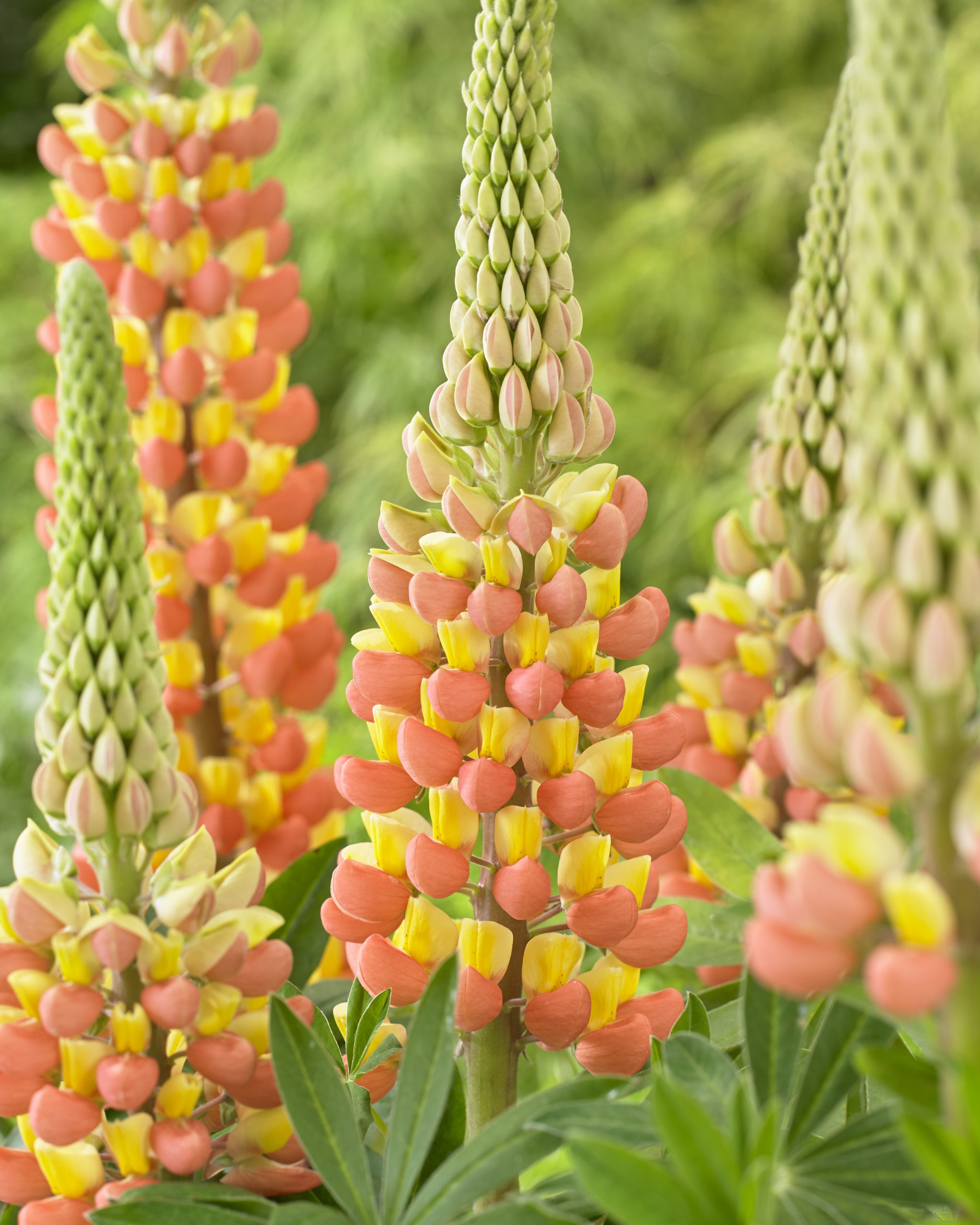 Люпин West Country. Gladiator цветок