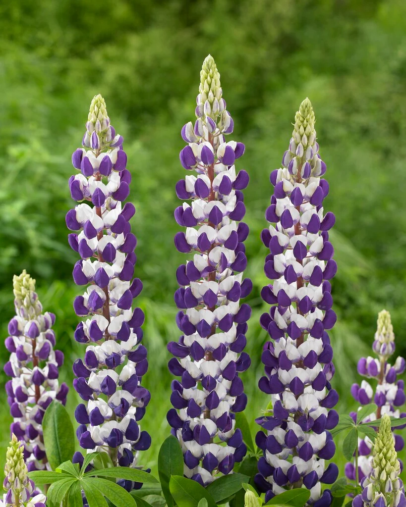 Люпин West Country. Jupiter