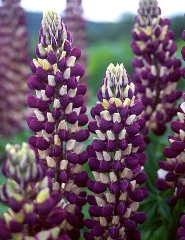 Люпин West Country. Jupiter цветок