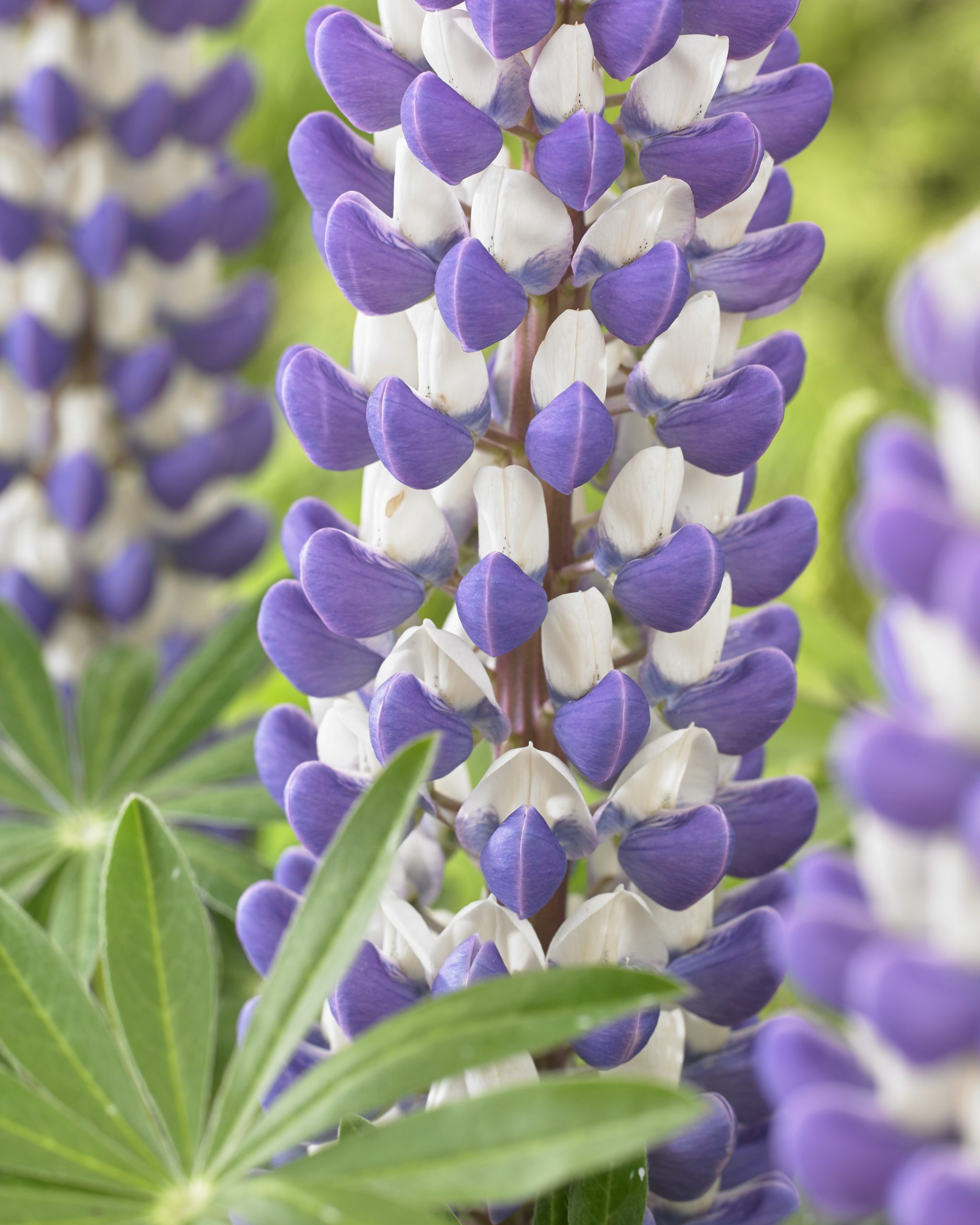 Люпин West Country. King Canute цветок