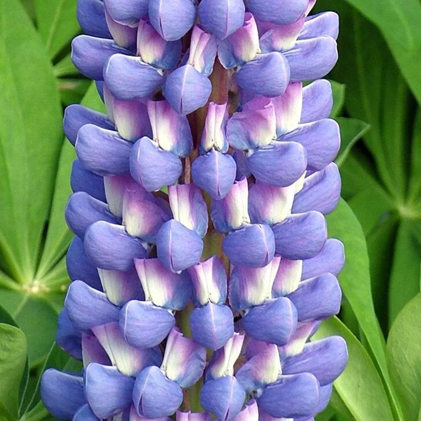 Люпин West Country. Melody цветок