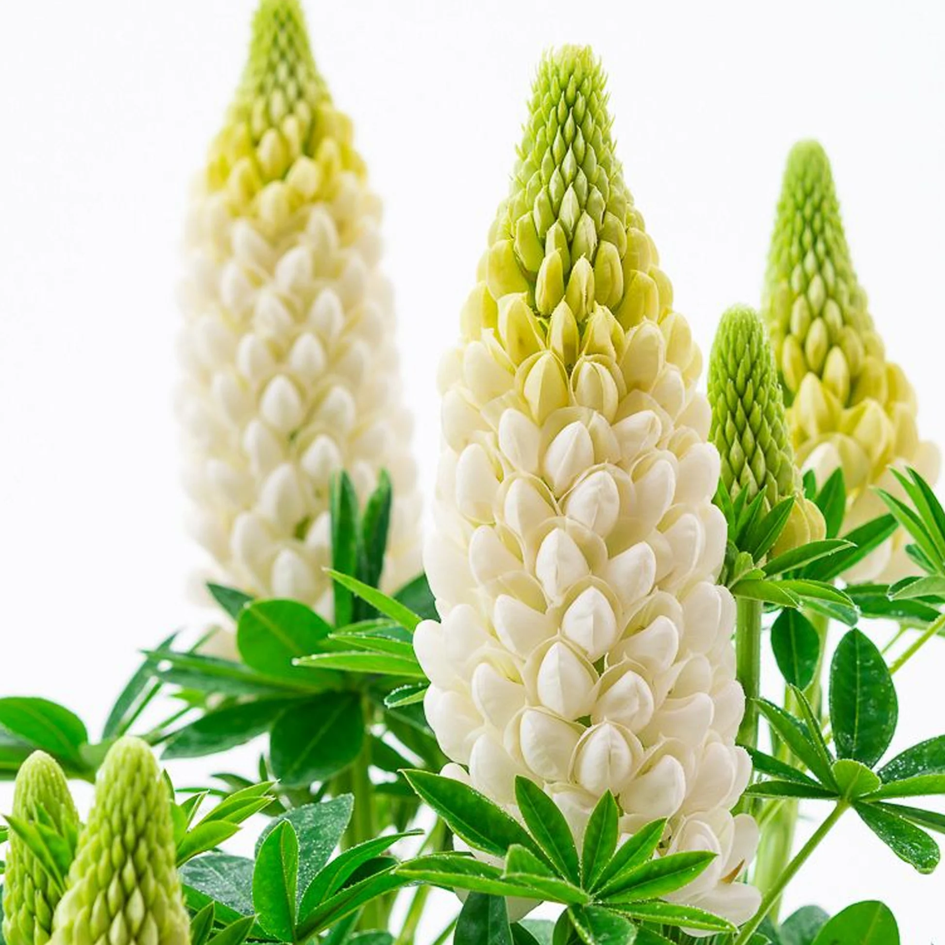 Люпин West Country. Polar Princess цветок