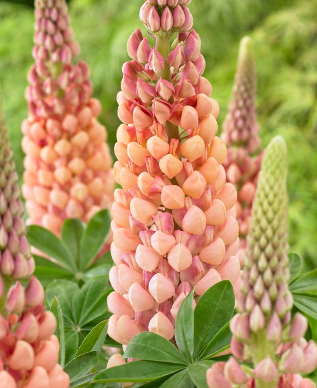 Люпин West Country. Salmon Star цветок