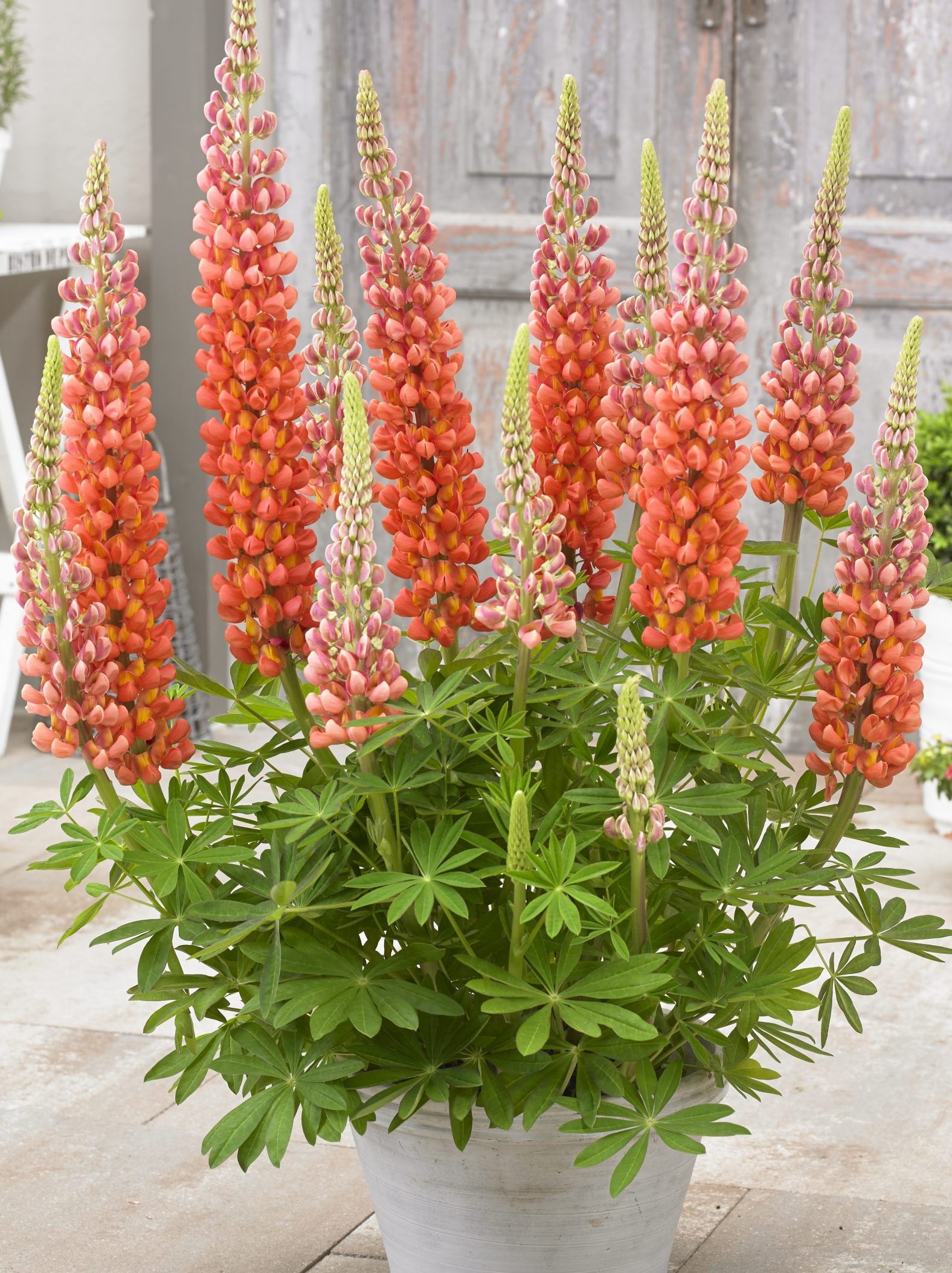 Люпин West Country. Terracotta