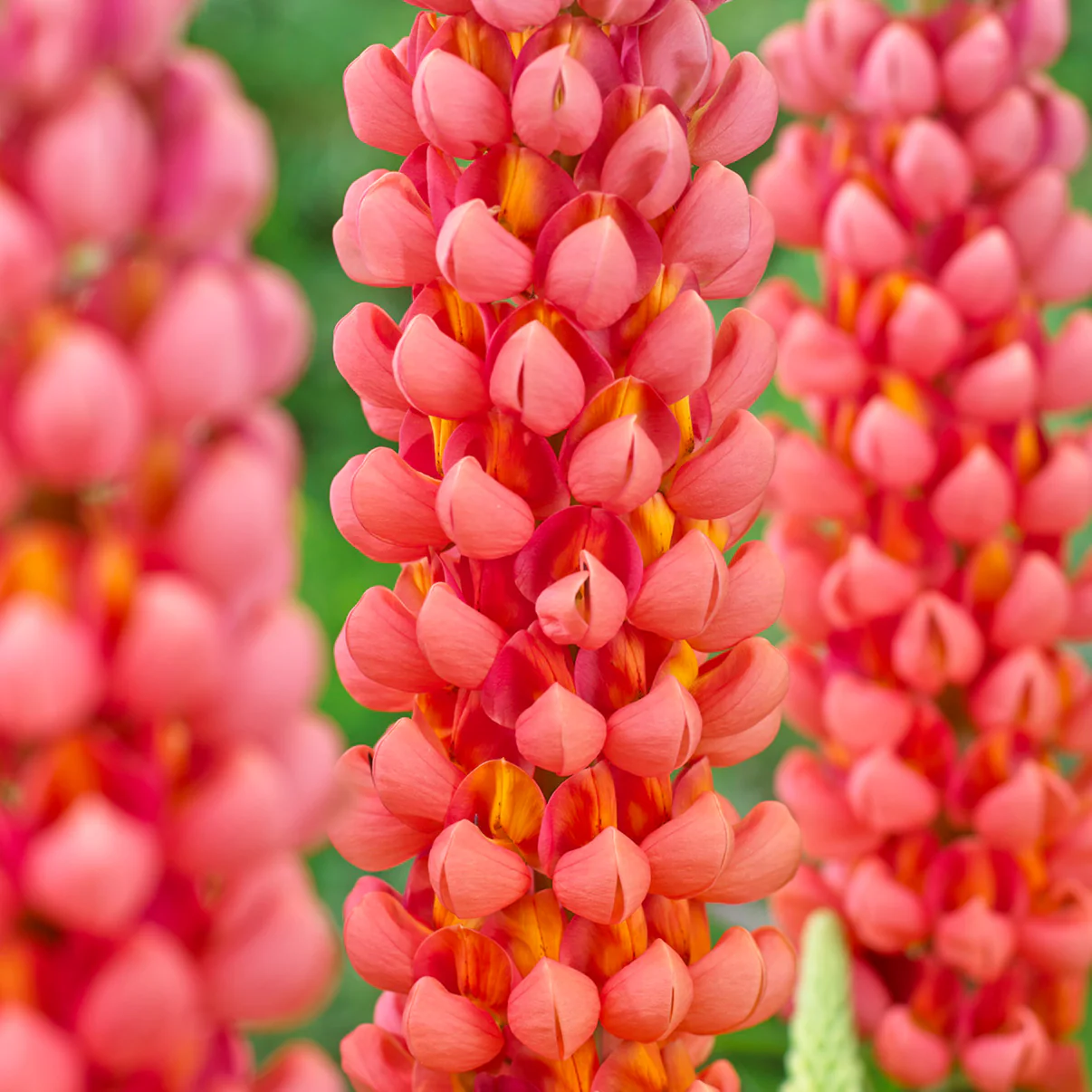 Люпин West Country. Terracotta цветок